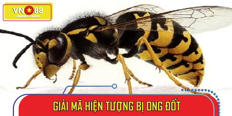 Giải Mã Bị Ong Đốt Đánh Đề Con Gì? Con Số May Mắn Hôm Nay - slotlivo68.sbs